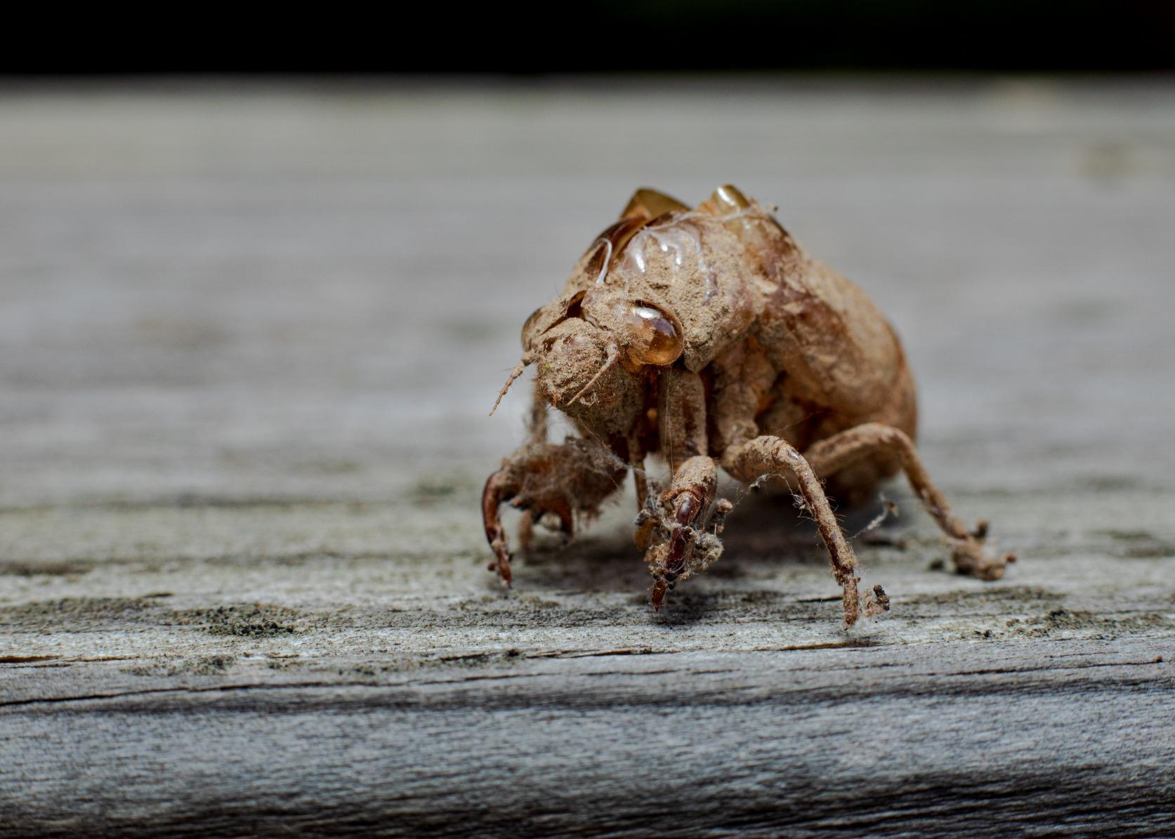 Canon EF 50mm f/1.8 STM Lens customer photo 2