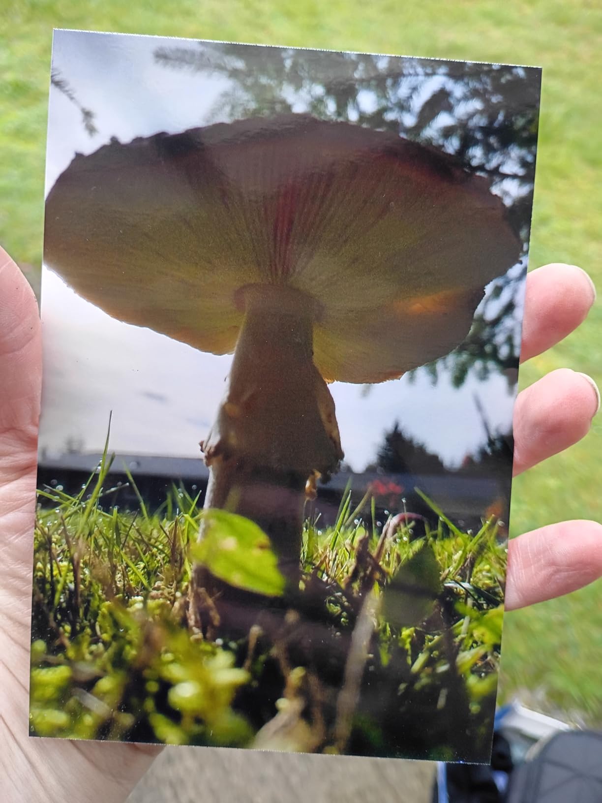 Liene M100 4x6'' Photo Printer, Wi-Fi Picture Printer, 20 Sheets, Full-Color Photo, Instant Phone Printer for iPhone, Android, Smartphone, Thermal Dye Sublimation, Portable Photo Printer for Home Use customer photo 1