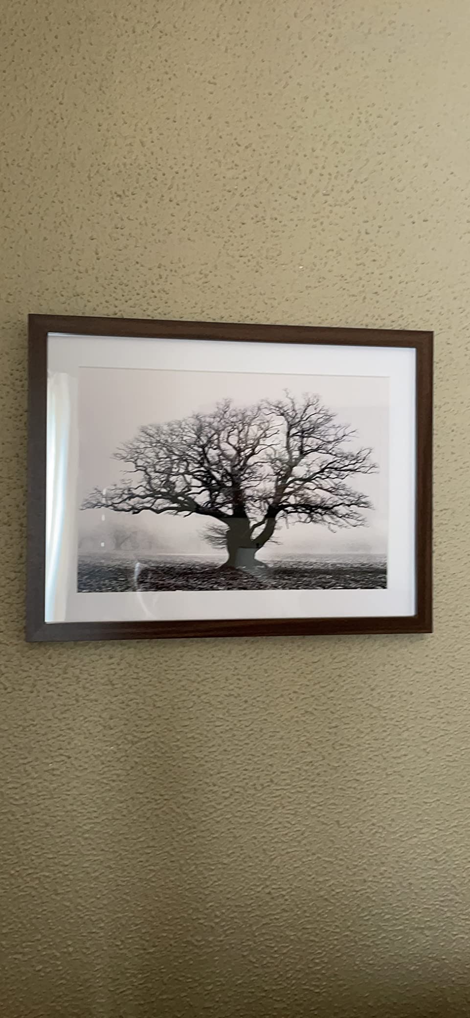 OLD OAK TREE BLACK WHITE MIST FOG PHOTO FRAMED ART PRINT PICTURE & MOUNT F12X634 customer photo 1