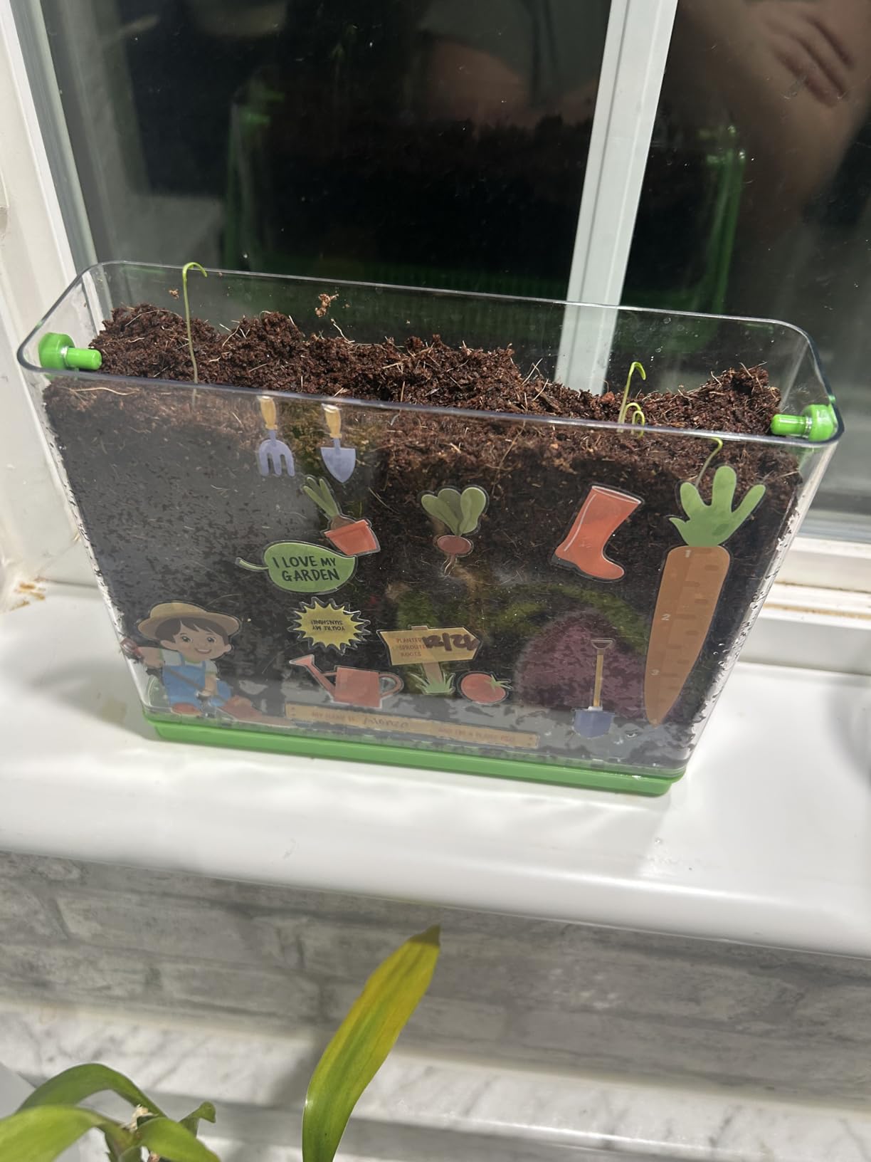 Dan&Darci Root Viewer Kit for Kids - Grow Your Own Plant for Boys & Girls Gifts - Science STEM Toy & Craft Growing Kits for Ages 4-8 customer photo 1