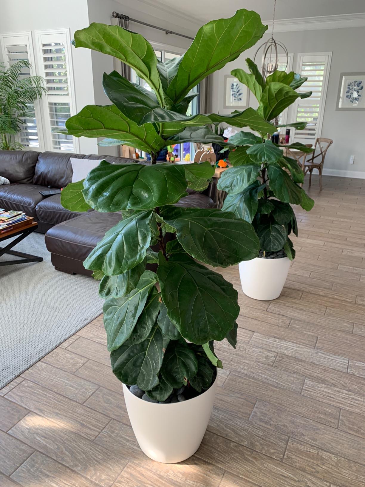 Lechuza Classico Color 43 White, Self-Watering Round Planter, D16.5 H15.7 in customer photo 1