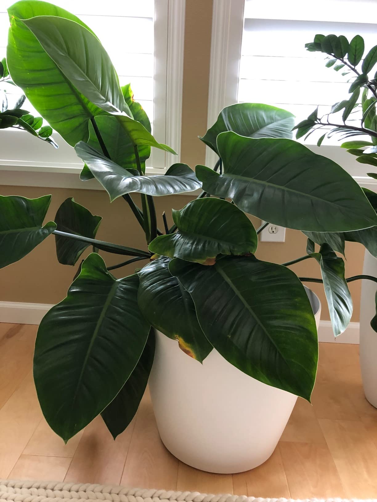Lechuza Classico Color 43 White, Self-Watering Round Planter, D16.5 H15.7 in customer photo 2