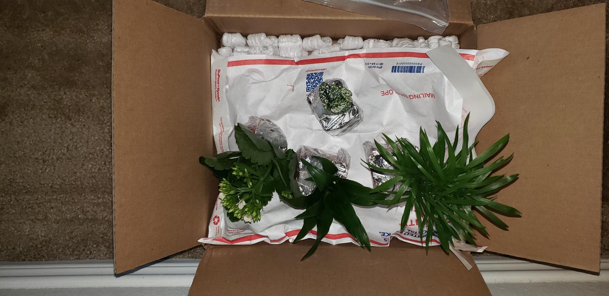 Terrarium/Fairy Garden Kit with 3 Plants - Create Your Own Living Terrarium customer photo 2