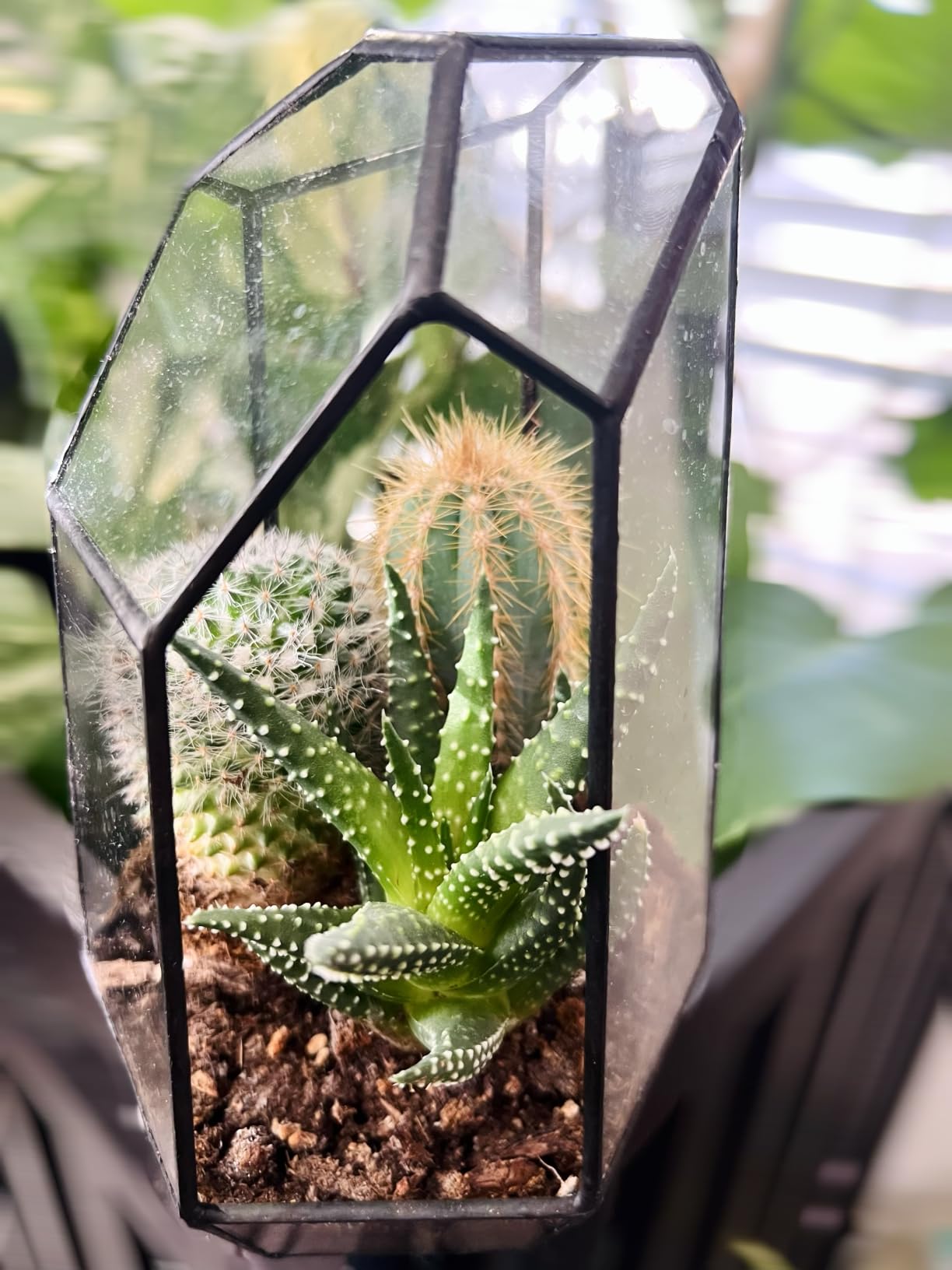 NCYP No Door Geometric Glass Terrarium Planter for Small Succulent, Small Cacti, Black Irregular Opened Terrarium Pot 6.5