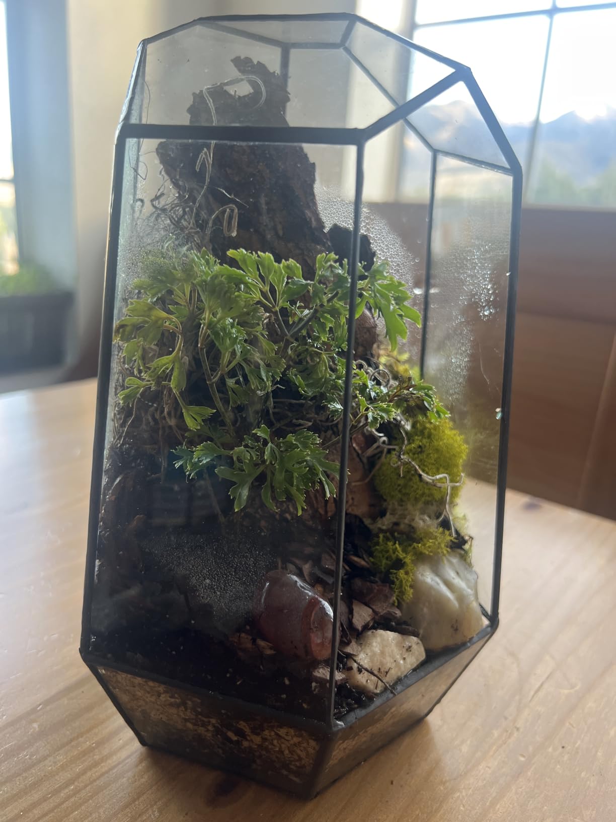 NCYP No Door Geometric Glass Terrarium Planter for Small Succulent, Small Cacti, Black Irregular Opened Terrarium Pot 6.5