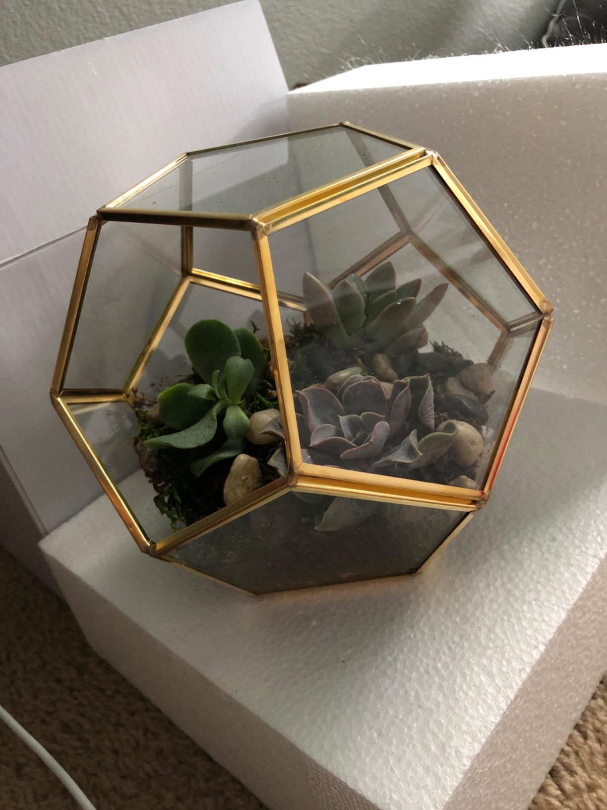 D'Eco Glass Geometric Plant Terrarium (8.2x8.2x8.2) - Indoor Tabletop Gold Sphere Planter Terrarium for Succulents, Air Plants, Moss customer photo 2