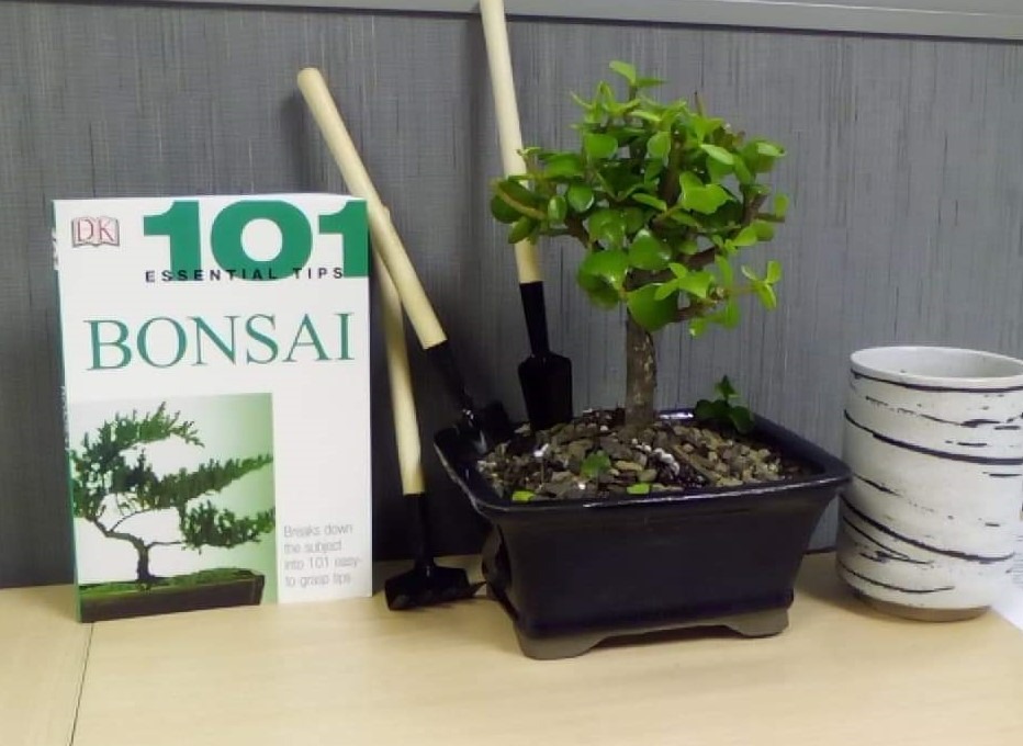 Bonsai Set 8 Pcs, Bonsai Tools Kit, Garden Tools Set | Include Pruner, Fold Scissors, Mini Rake, Bud & Leaf Trimmer Set customer photo 2
