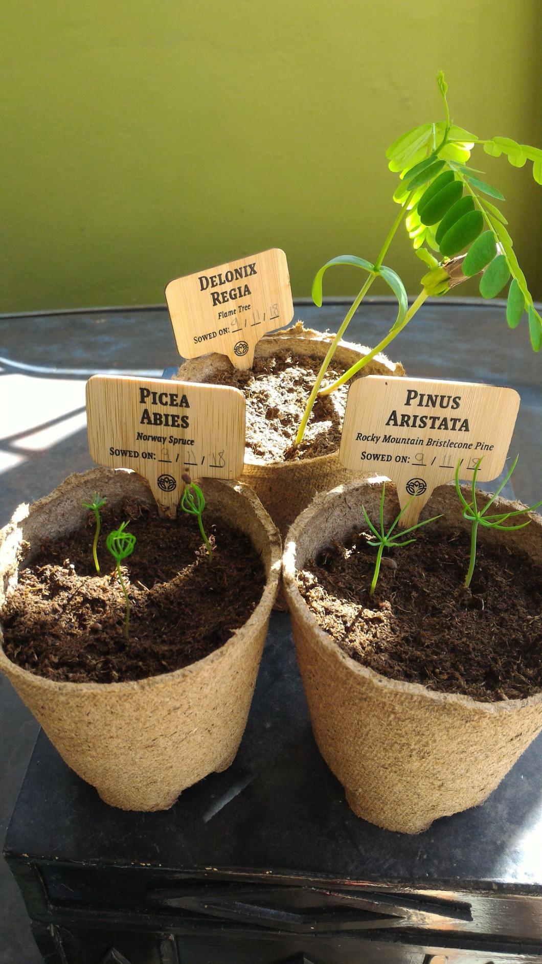 Planter's Choice Bonsai Tree Kit for Beginners & Plant Lovers - Grow Your Own Bonsai from Seed, 4 Species Starter Kit with Burlap Pots, Shears, Soil Disc, Markers & Guide, Gift for Mom or Grandma customer photo 2