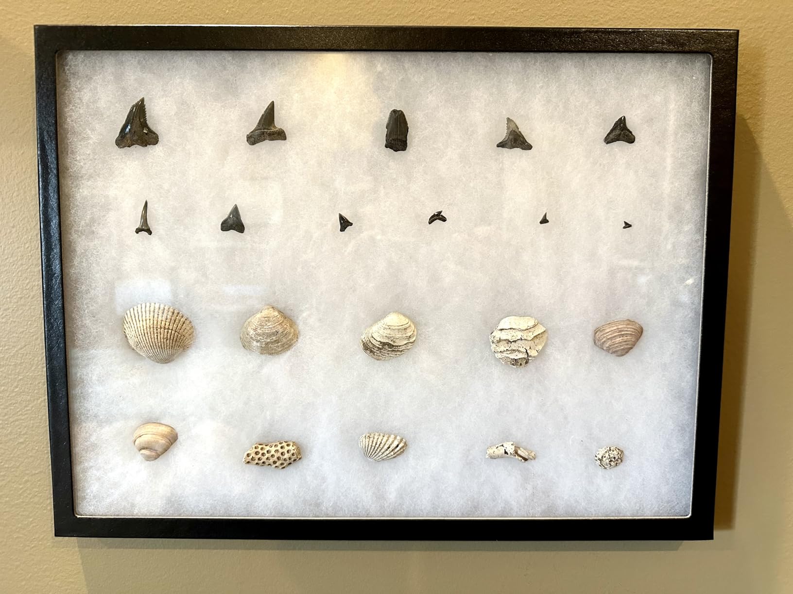 Riker Display Case 12 x 16 x 3/4
