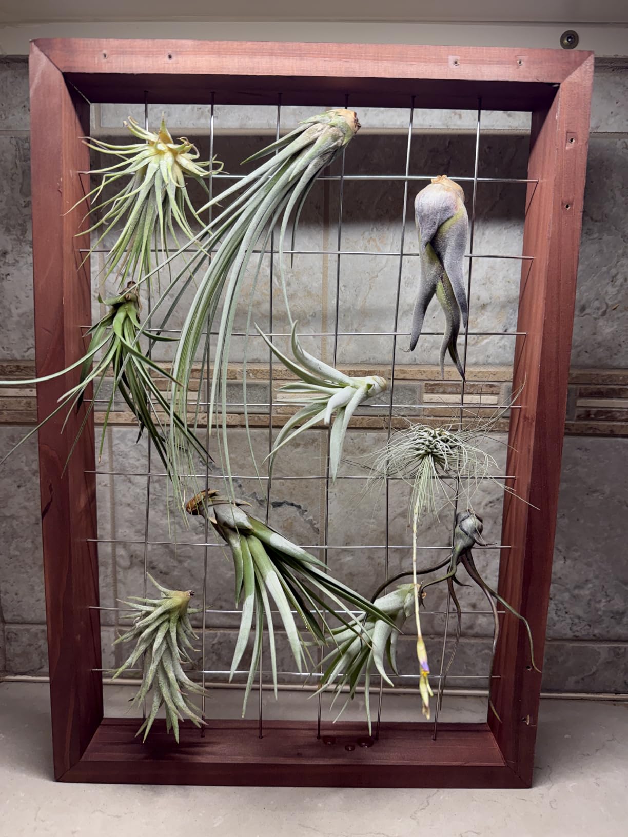 Mkono Air Plant Frame Hanging Airplant Holder Tillandsia Display Hanger Wooden Shelf Wall Decor for House Plants, Succulent, Christma Gifts for Plant Lovers, 16