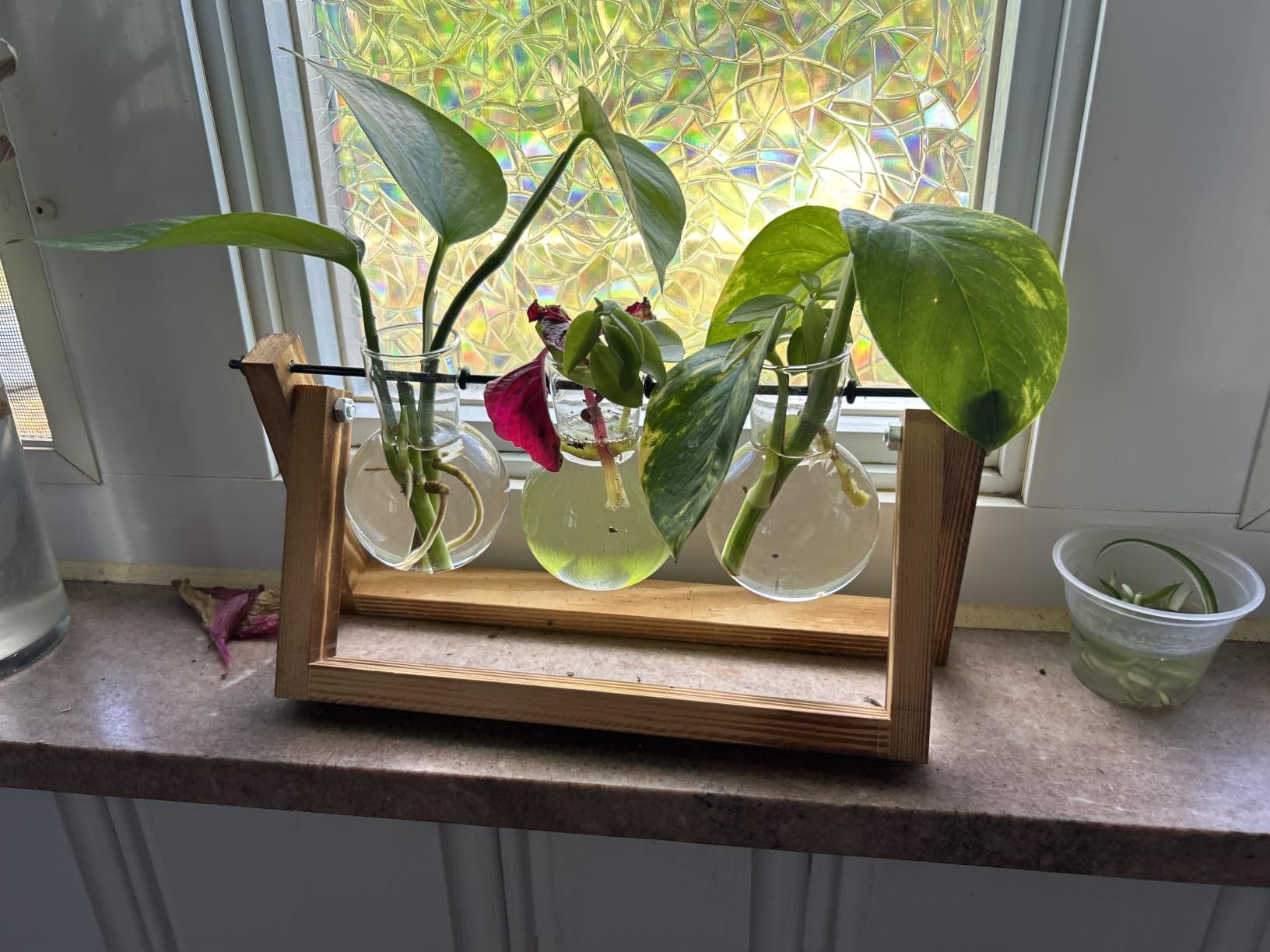 XXXFLOWER Plant Terrarium with Wooden Stand, Air Planter Bulb Glass Vase Metal Swivel Holder Retro Tabletop for Hydroponics Home Garden Office Decoration - 3 Bulb Vase customer photo 1