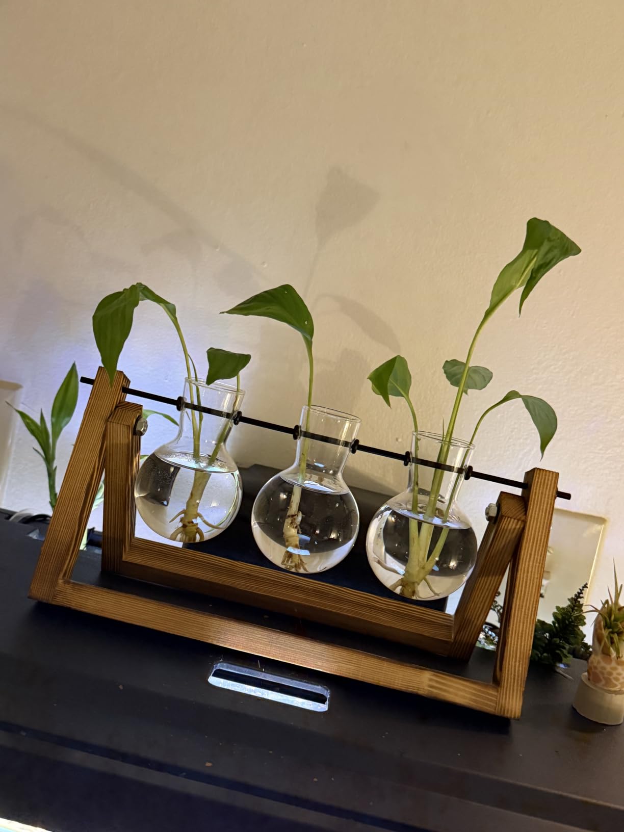 XXXFLOWER Plant Terrarium with Wooden Stand, Air Planter Bulb Glass Vase Metal Swivel Holder Retro Tabletop for Hydroponics Home Garden Office Decoration - 3 Bulb Vase customer photo 2