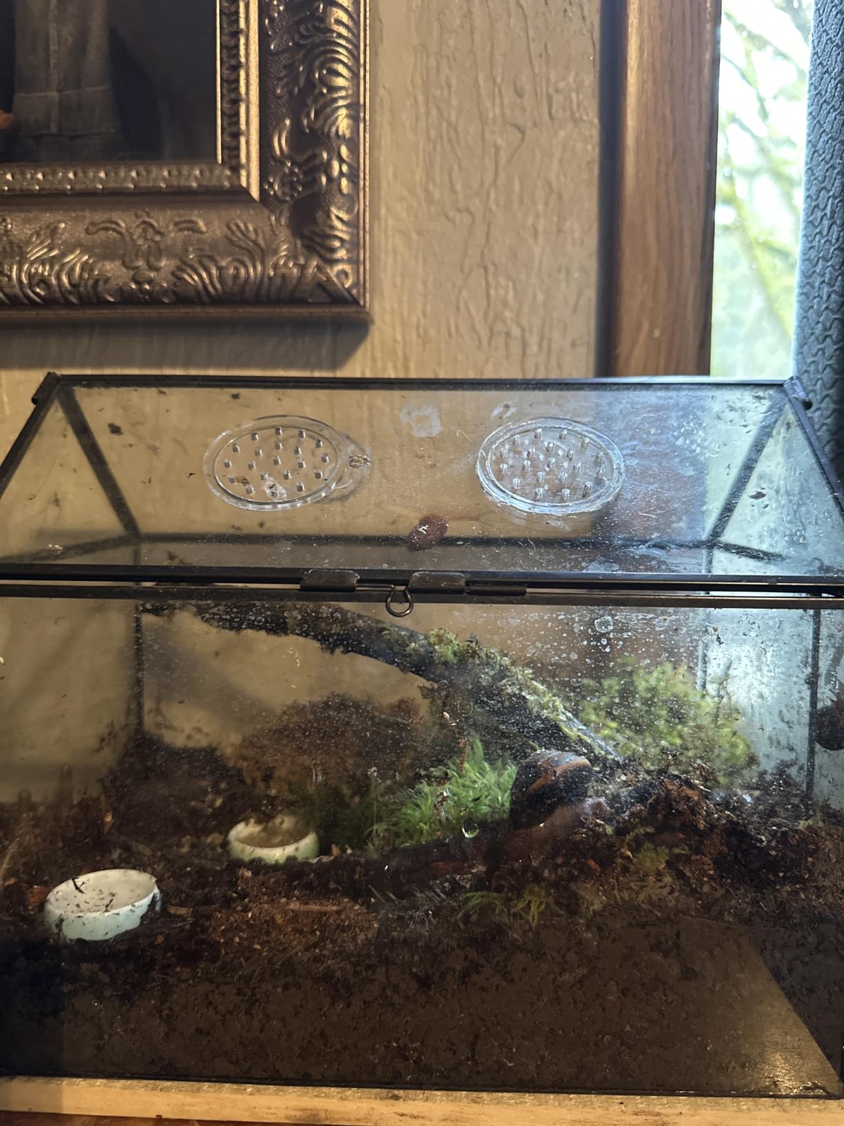 NCYP Glass Terrarium Planter with Lid for Small Succulent Plants, Grid House Shape Black Geometric Terrarium Pot 9.84