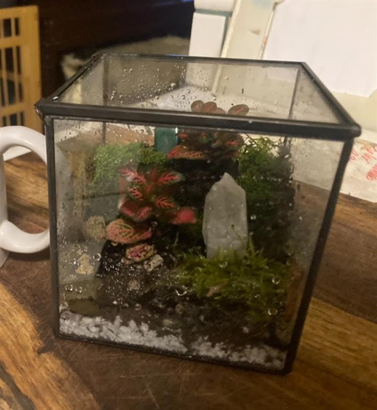 Geometric Glass Terrarium Planter for Succulents, Cactus, Moss & Air Plants, Black Open-Front Tabletop Plant Container, Irregular Prism Glass House customer photo 2