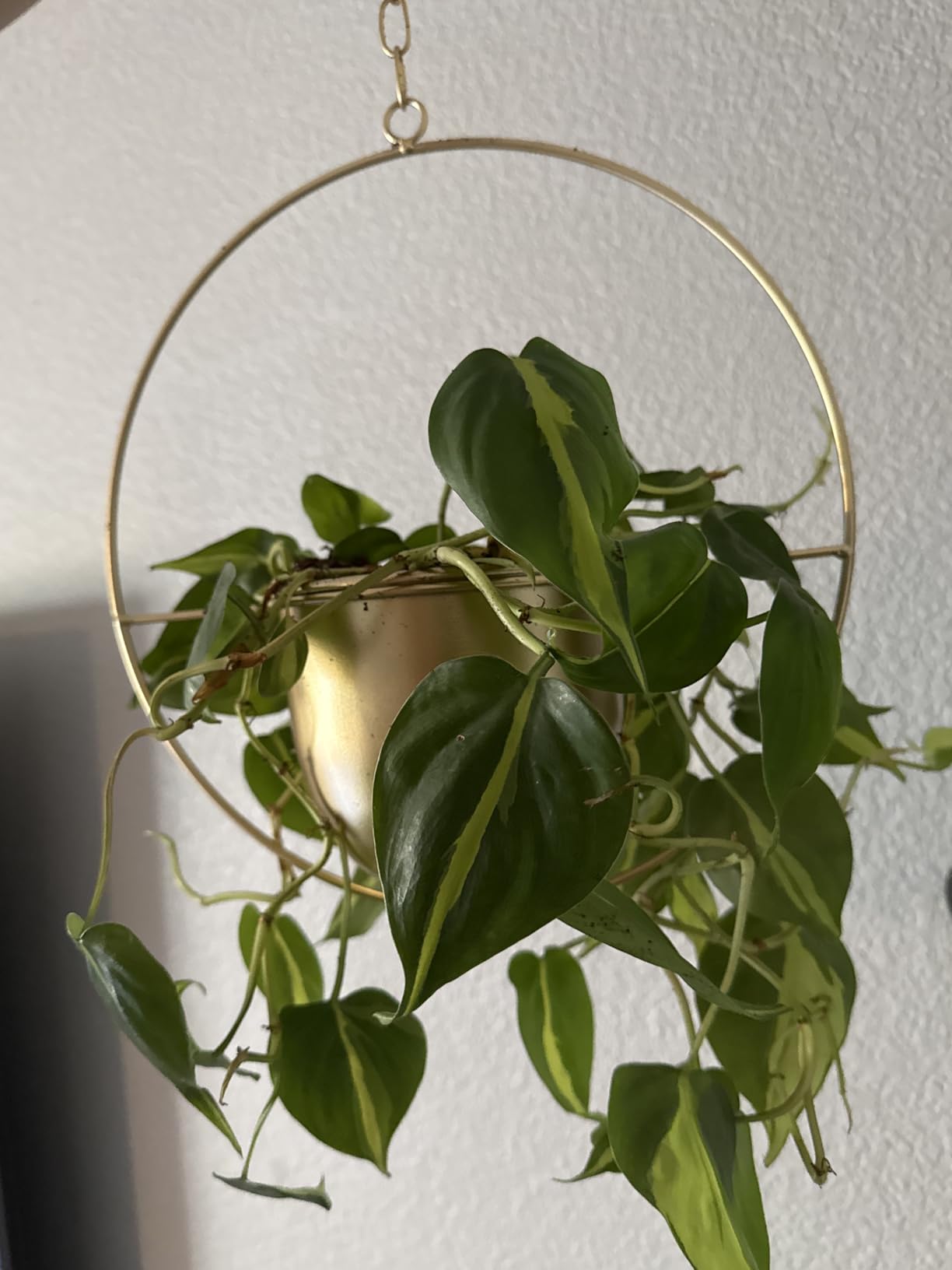 2 Pack Hanging Planters for Indoor Plants with 5.5