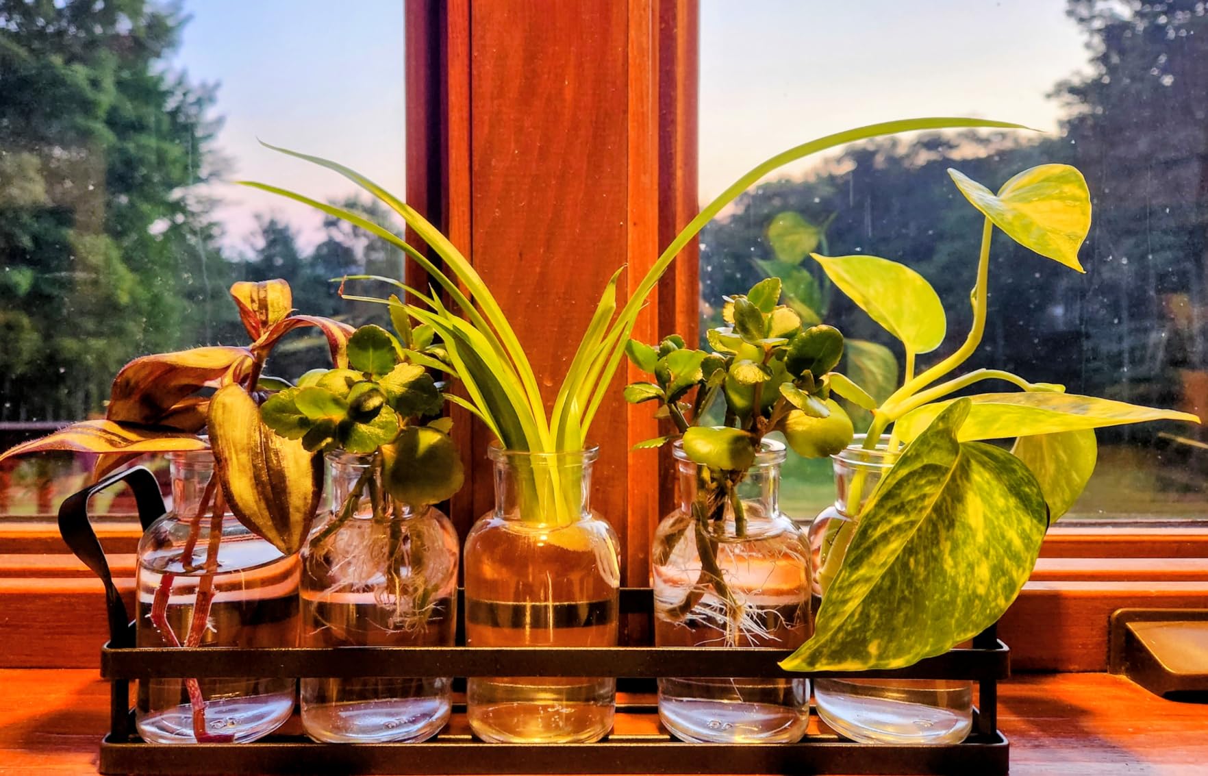 Mkono Propagation Stations, 5 Jars Desktop Glass Plant Terrarium with Stand | Flower Vase, Hydroponic Cuttings, Easy Water Refill, Clear Root View Planter, Farmhouse Home Office Decor, Gardening Lover Gift customer photo 1