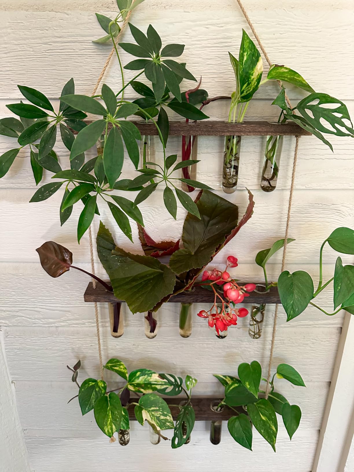 Mkono Plant Propagation Tubes, 3 Tiered Wall Hanging Terrarium with Wooden Stand Mini Test Tube Flower Vase Glass Planter Stations for Hydroponic Cutting Home Garden Office Decor Plant Lover Gift customer photo 2