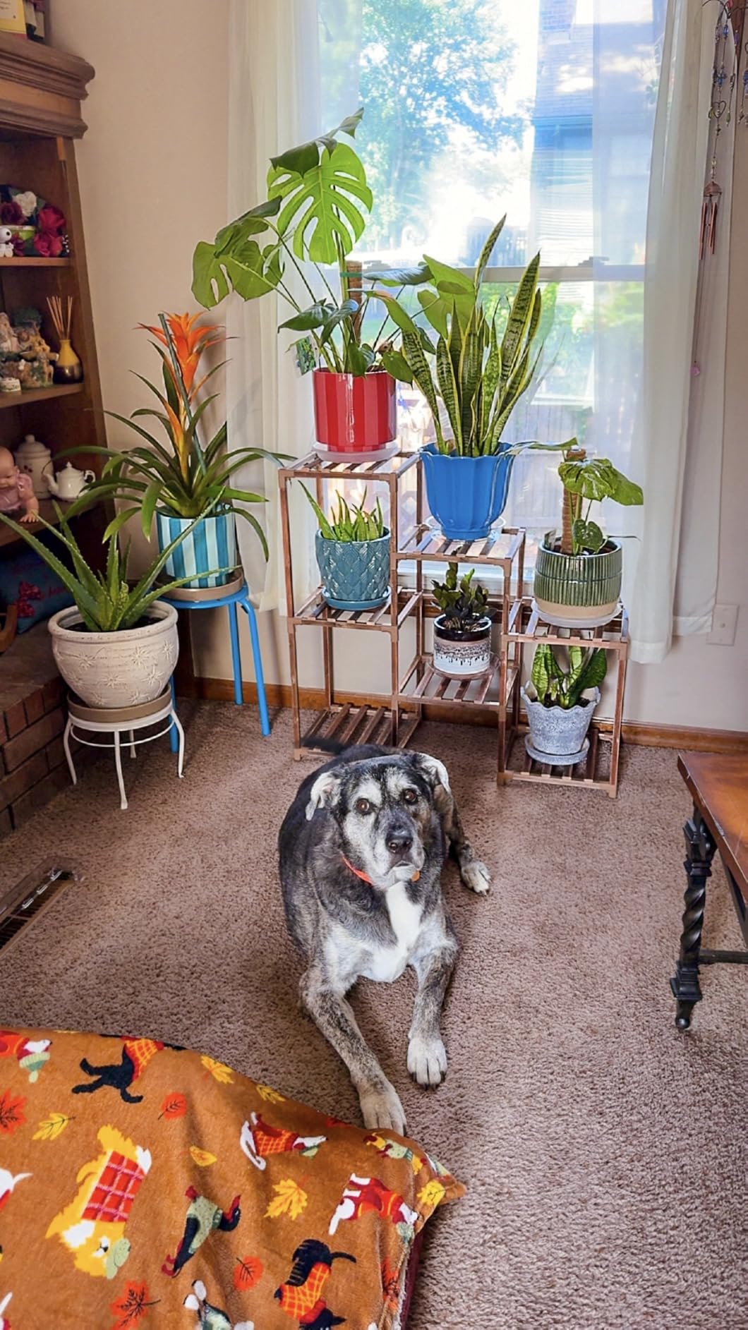 Bamworld Plant Stand Indoor Plant Shelf Outdoor Wood Plant Rack for Multiple Plants 3 Tiers Ladder Plant Holder for Living Room Patio Boho Home Decor customer photo 1