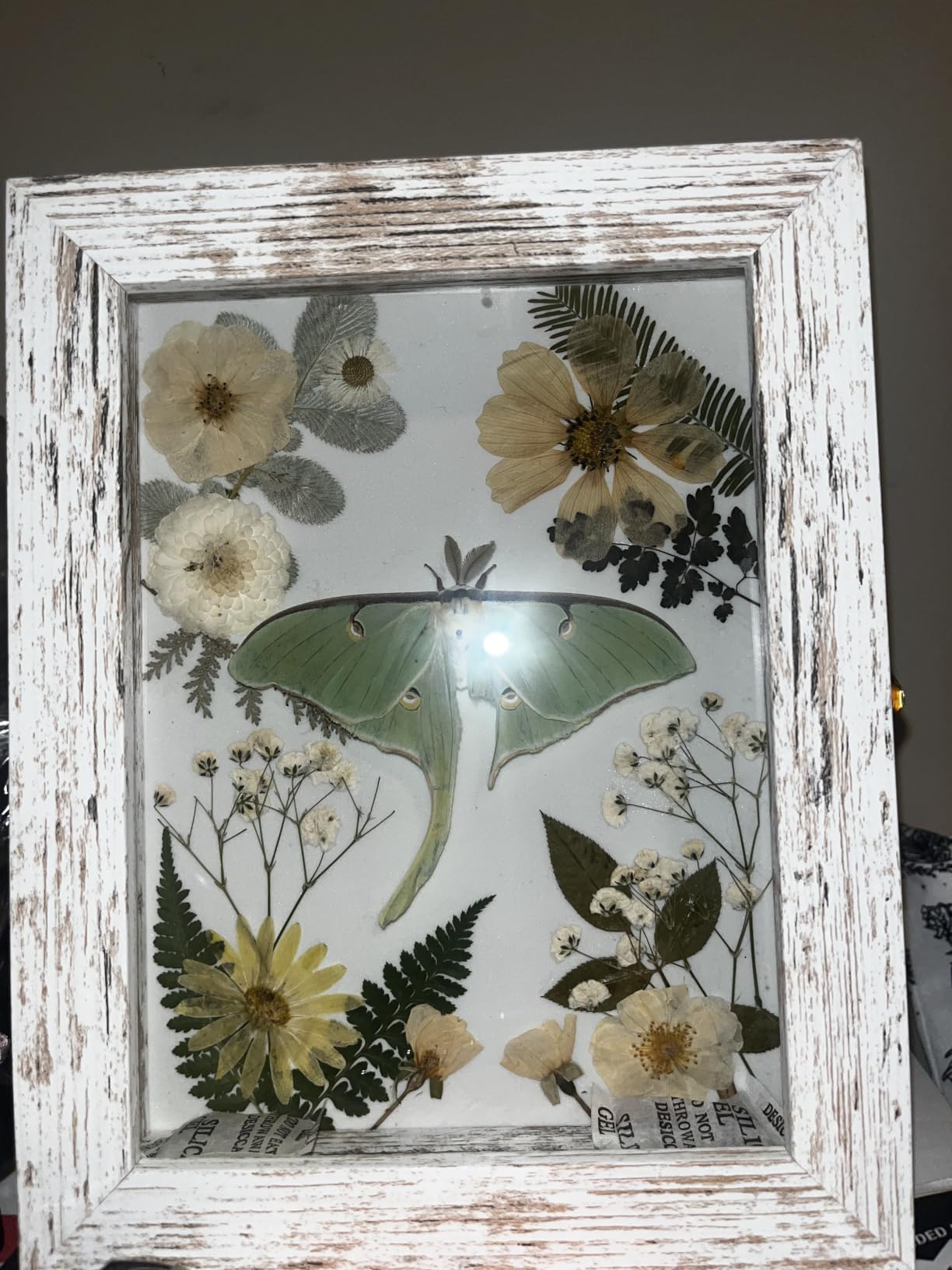 IHEIPYE Insect Display Case Bug Display Case Shadow Box Small Black | Wall Mount, Anti Fade UV Protection Acrylic Top, Eva Foam Pinning Board, Butterfly Specimen Collection, 3 Size Pins customer photo 2