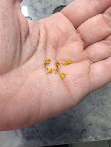 Warmtree Realistic Miniature Leaves Simulation Leaves Diorama Scenery | DIY Village Accessories Mini Model Railway Fairy Garden Architecture Landscape Layout (Pack of 4) customer photo 2