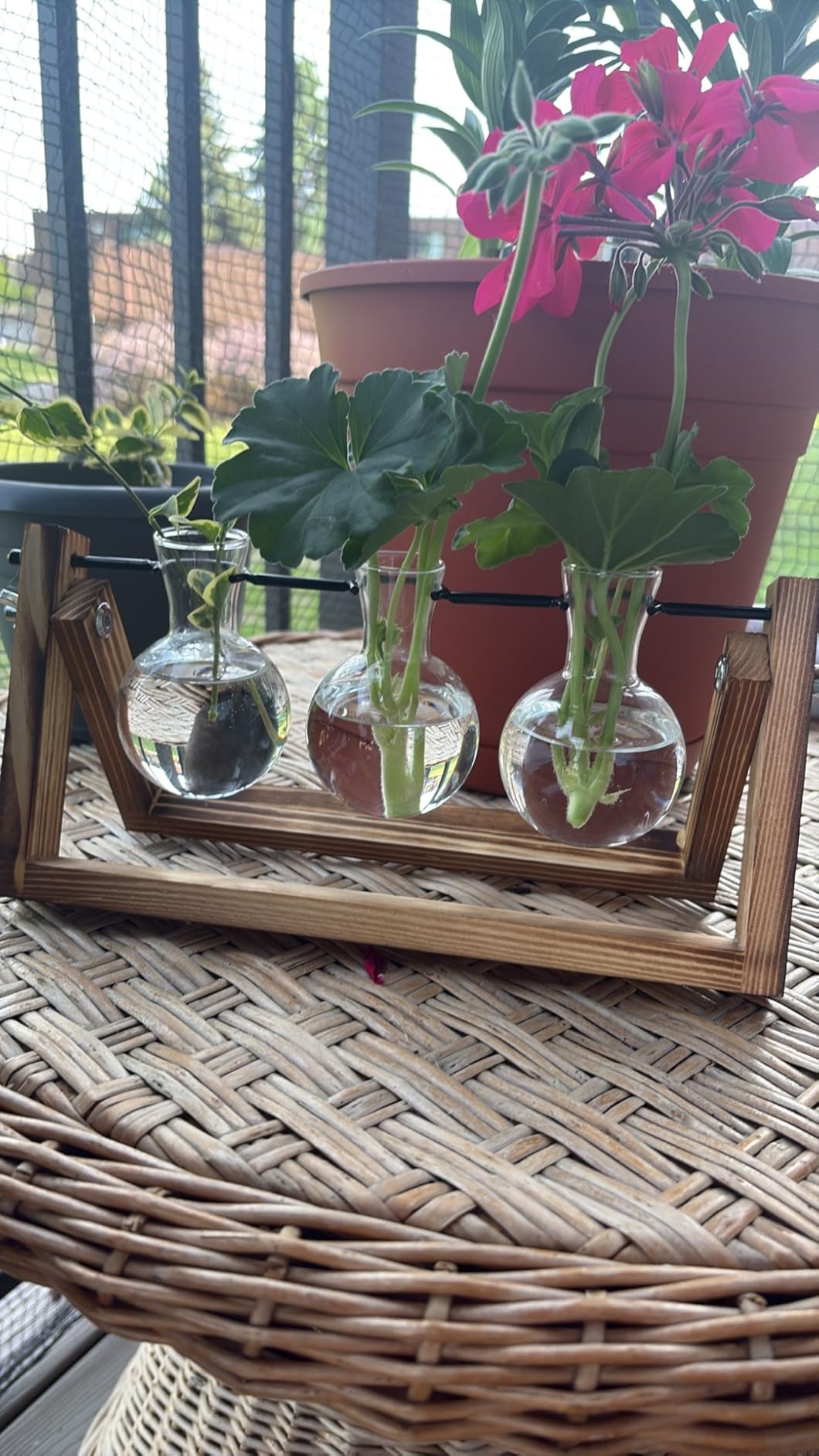 Renmxj Plant Propagation Stations with Wooden Stand & 5 Glass Bulb Vases | Plant Terrarium for Indoor Plants, Home Office Desk Decor, Gardening Gifts for Women Mom, Birthday Gifts for Plants Lovers customer photo 2