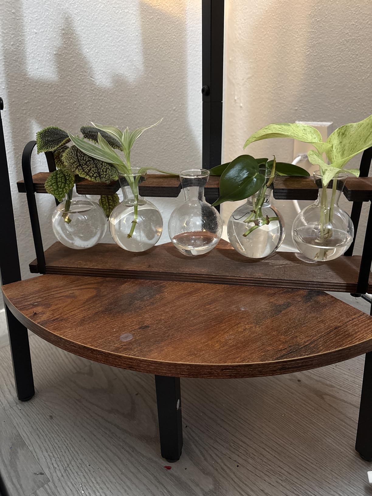 THYGIFTREE Plant Propagation Stations with Wooden Stand | Desktop Retro Plant Terrarium, Bulb Vase for Indoor Hydroponic Flowers, Tabletop Glass Planter customer photo 1