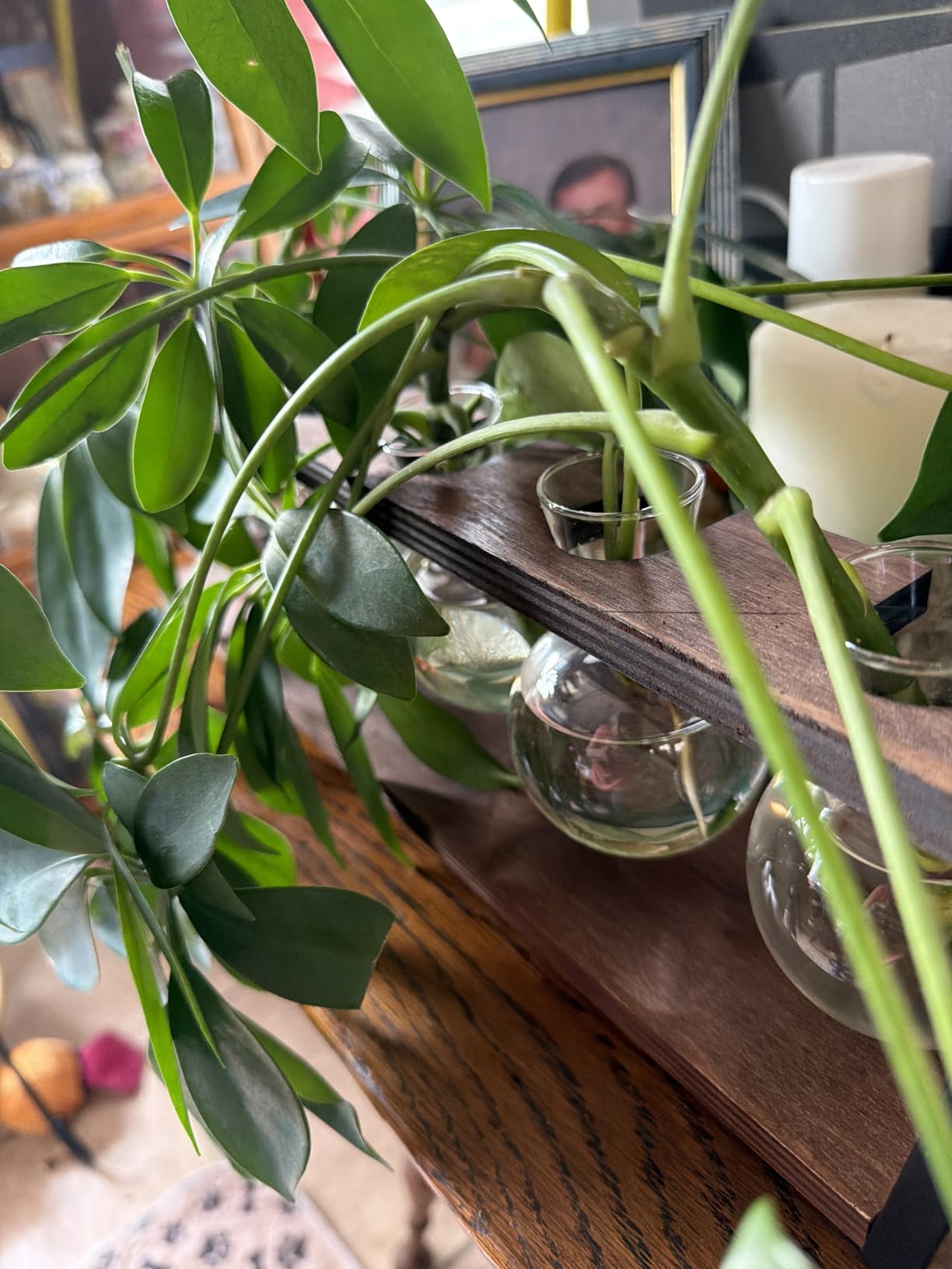 THYGIFTREE Plant Propagation Stations with Wooden Stand | Desktop Retro Plant Terrarium, Bulb Vase for Indoor Hydroponic Flowers, Tabletop Glass Planter customer photo 2