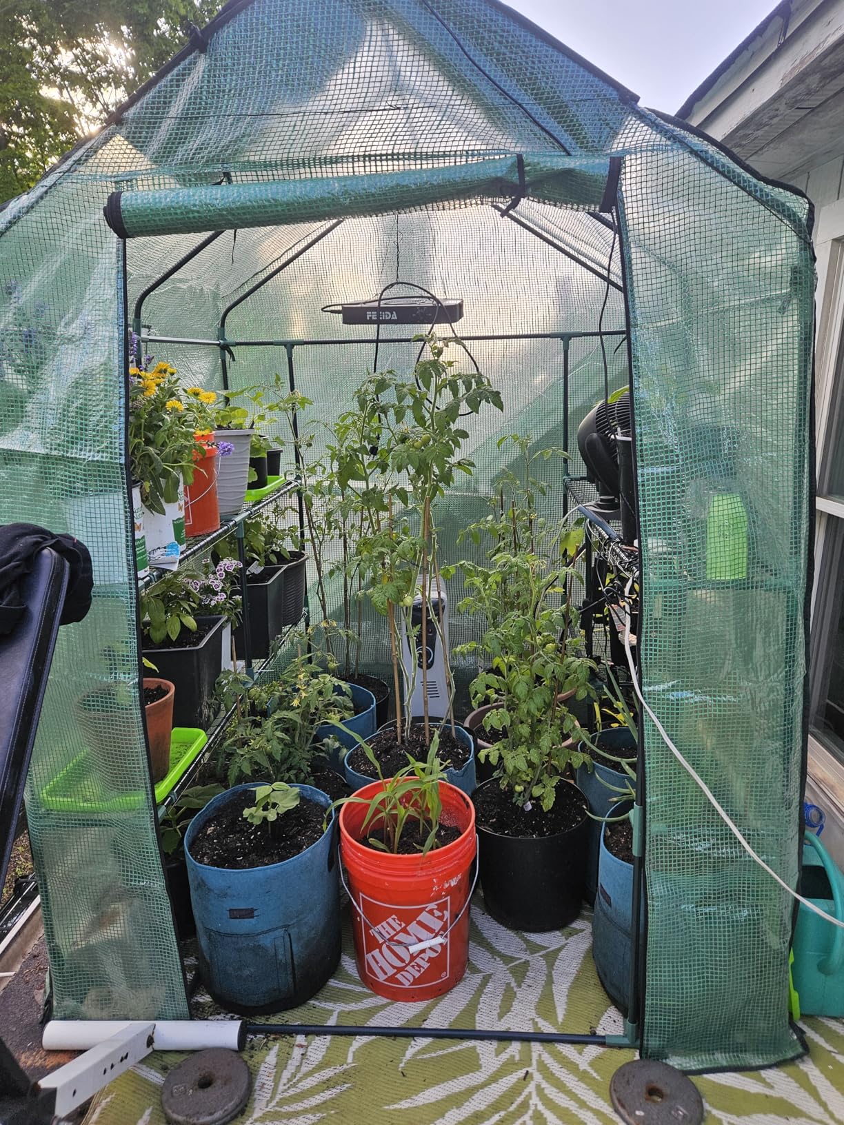 Greengro Greenhouse, 57 x 57 x 76'' Greenhouses for Outdoors, Portable Greenhouse Kit with Mesh Side Windows, PE Cover, 8 Shelves, Heavy Duty Walk in Green House for Backyard Garden Indoor Outside customer photo 2