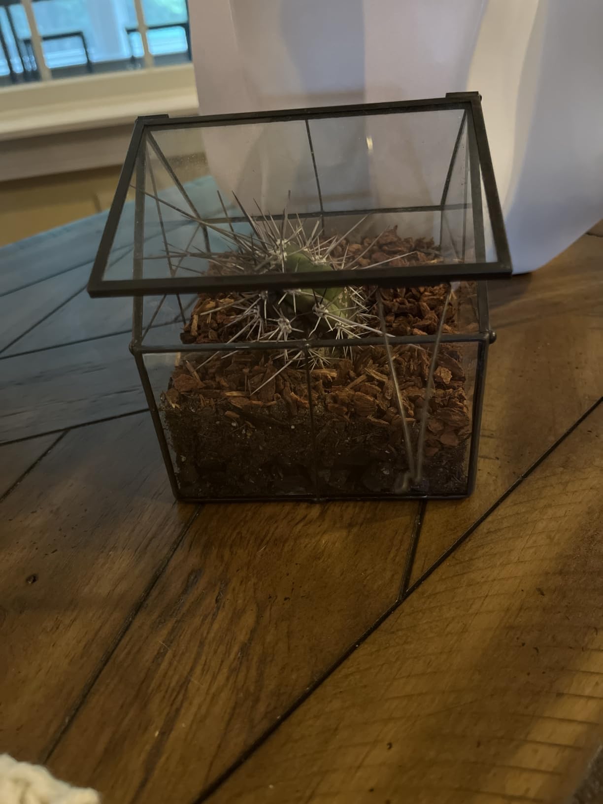NCYP Mini Glass Terrarium with Lid - 4.25