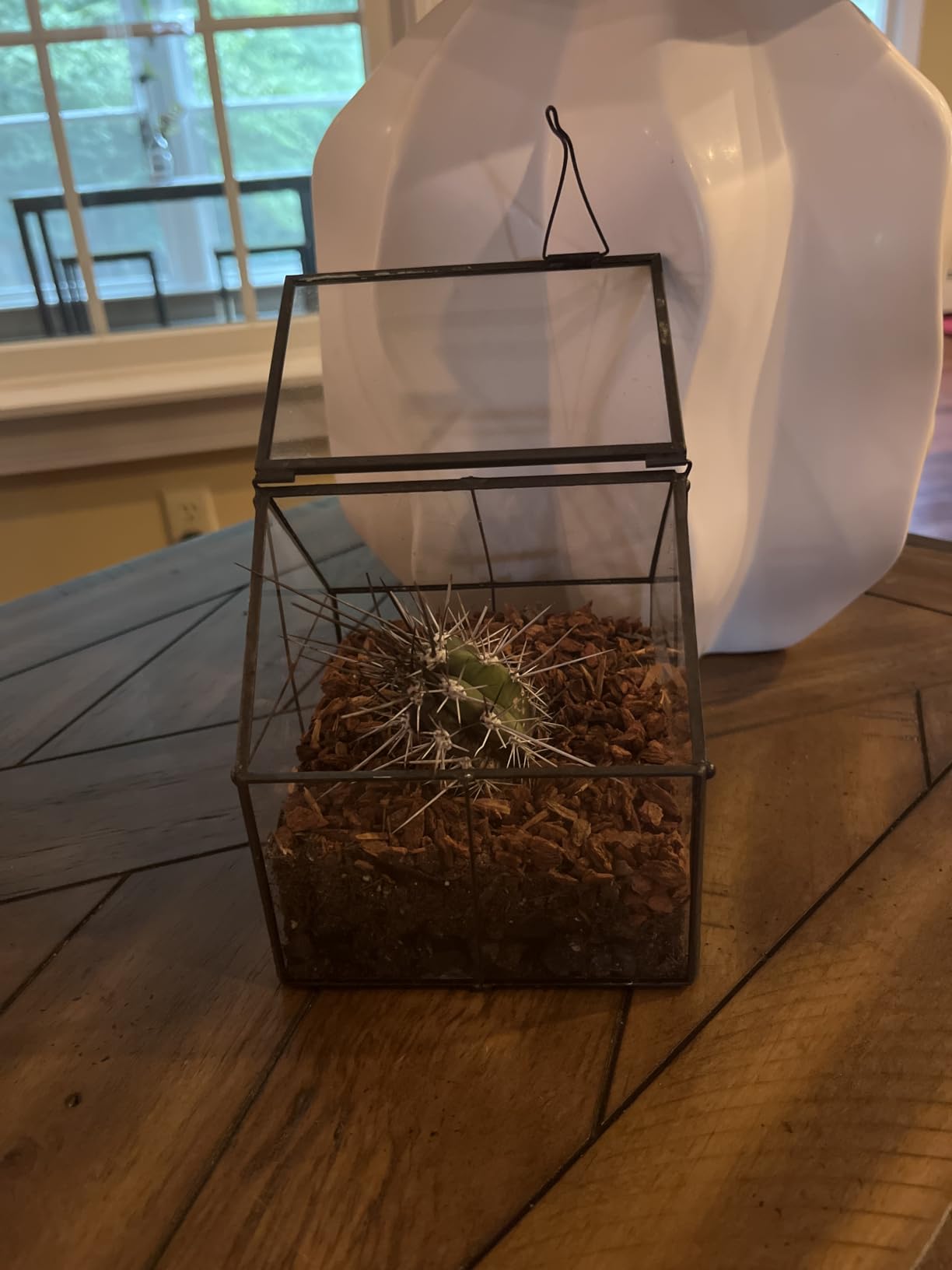 NCYP Mini Glass Terrarium with Lid - 4.25