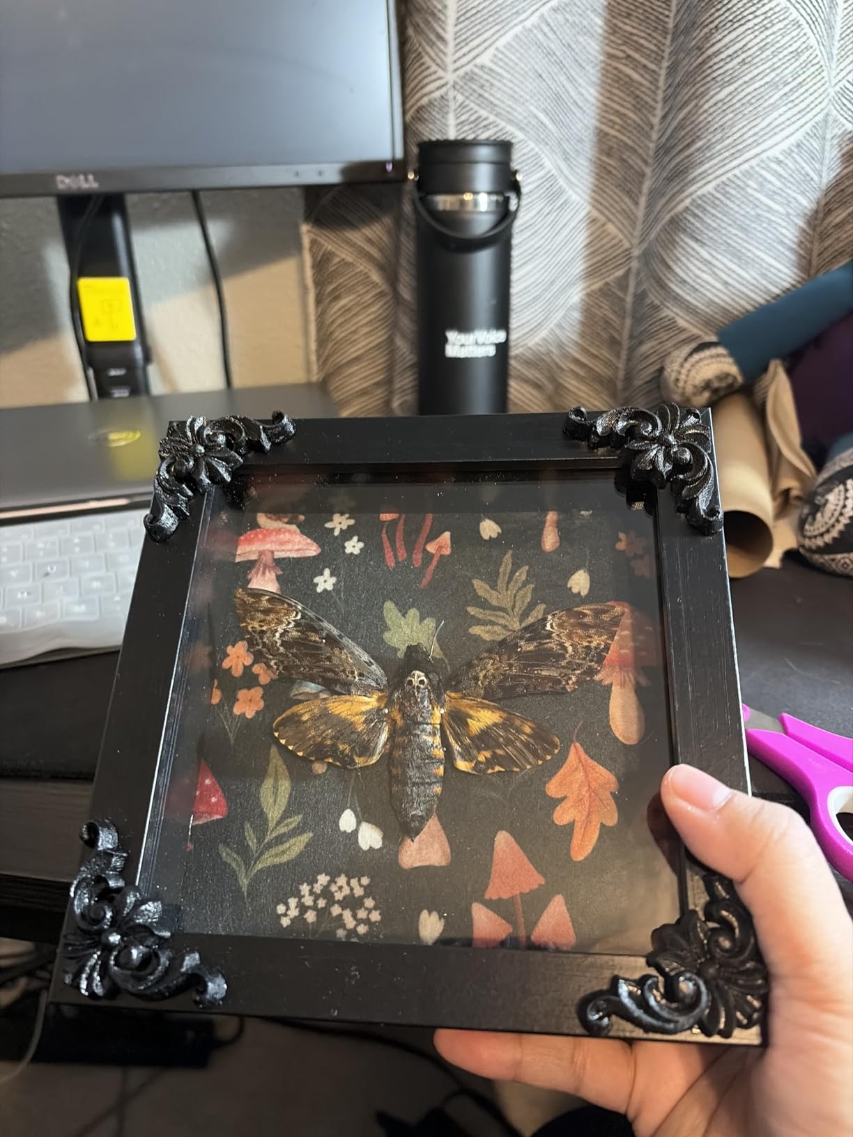 Insect Display Frame with EVA Foam Pinning Board, Butterfly Shadow Box | Riker-Style Case, Specimen Display, Entomology Gift customer photo 1