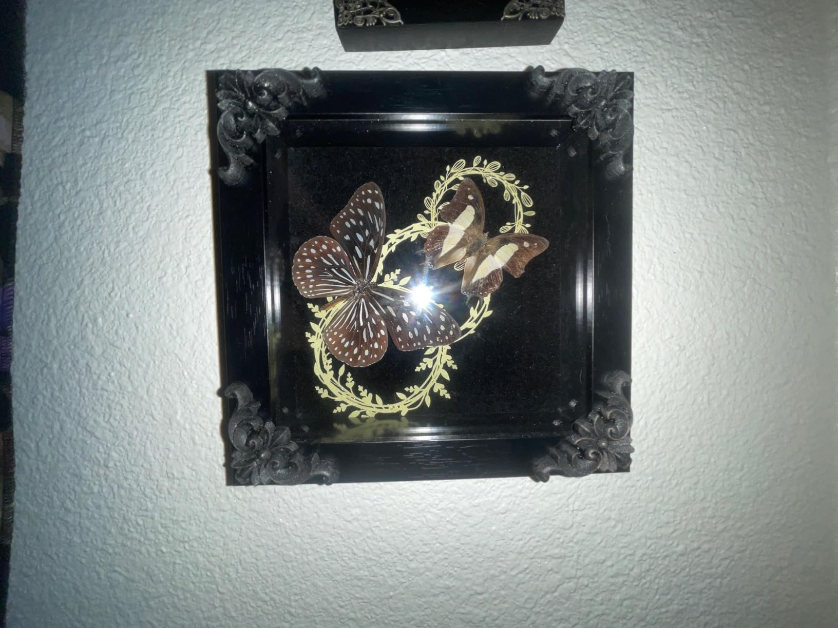 Insect Display Frame with EVA Foam Pinning Board, Butterfly Shadow Box | Riker-Style Case, Specimen Display, Entomology Gift customer photo 2