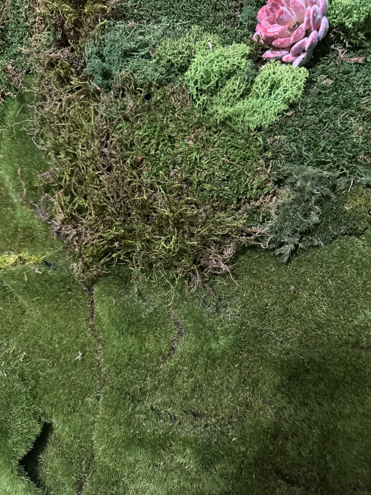 SuperMoss (21485) Sheet Moss - Flat Moss for Plants, Terrariums, Wedding Decor & Crafts, Safe, Non-Toxic, Long-Lasting Green Moss for Indoor Plants, Vivariums & Green Wall Art, 175 Cu. in., Preserved customer photo 2