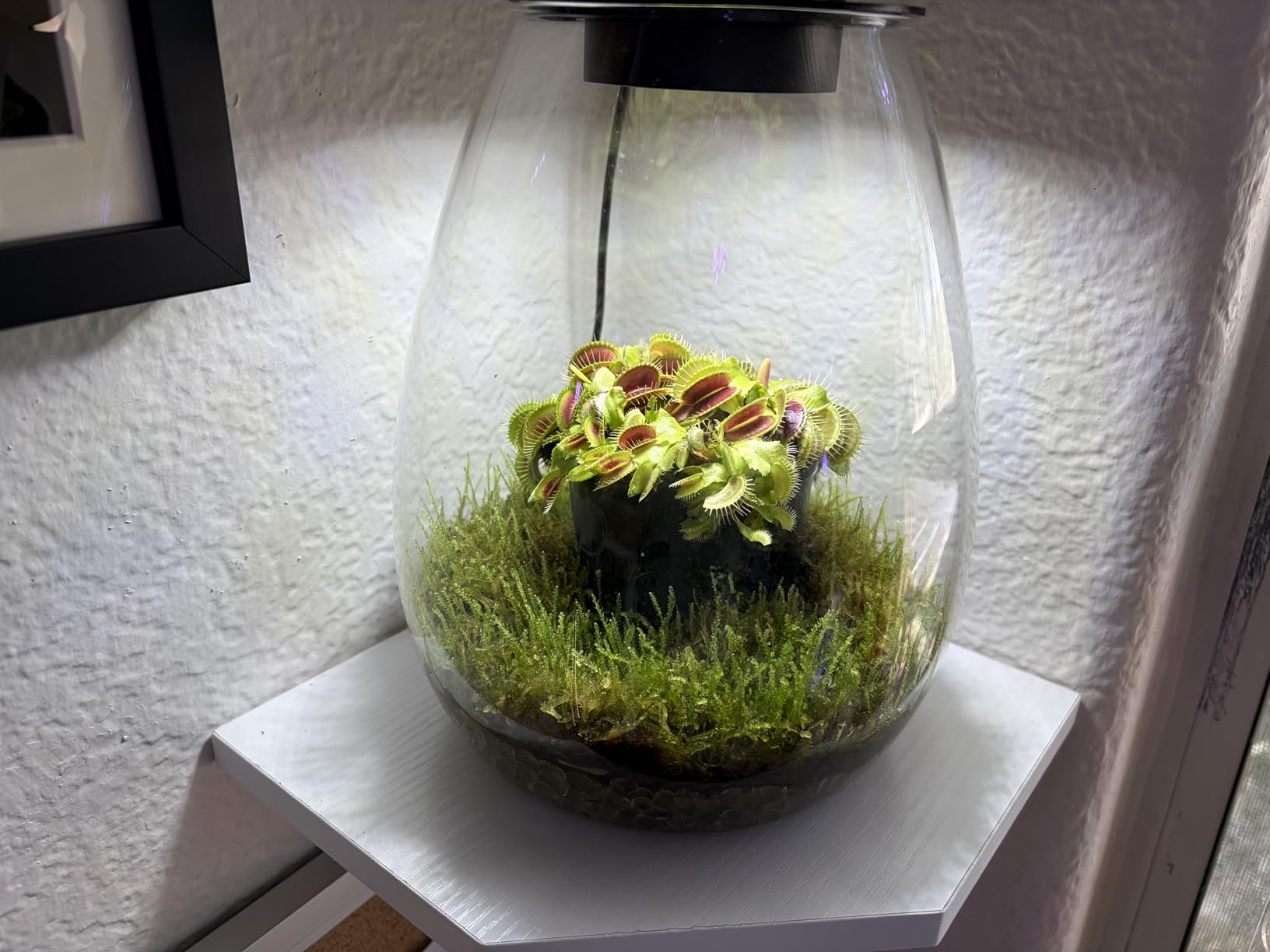 Desktop Glass Terrarium with Grow Light (H:7.8