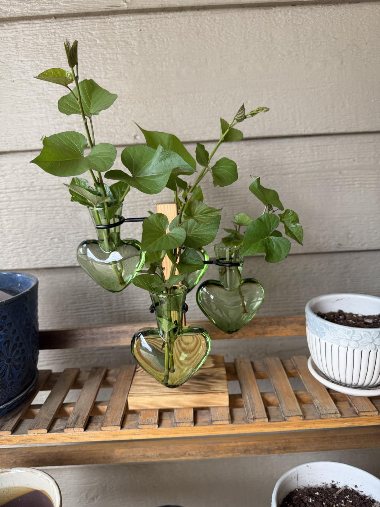 Plant Terrarium Propagation Stations with Wooden Stand | Glass Vase for Indoor Hydroponics Home Garden Office Decoration Gift for Women - 4 Love Bulb Vase customer photo 2