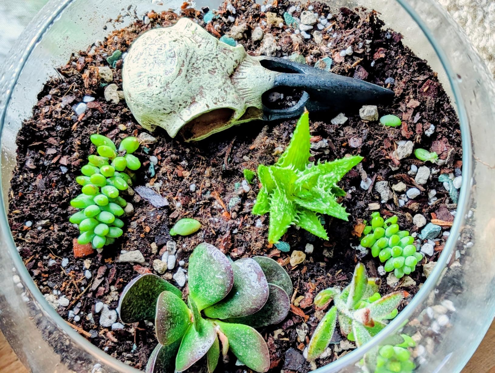 DUSPRO Terrarium Kit, Include Potting Soil, Pumice, Zeolite, Green Moss, Sphagnum Moss, Decorative Stone, Mesh, Tools, DIY Terrarium Kit for Kids, Air Plant, Succulent customer photo 1