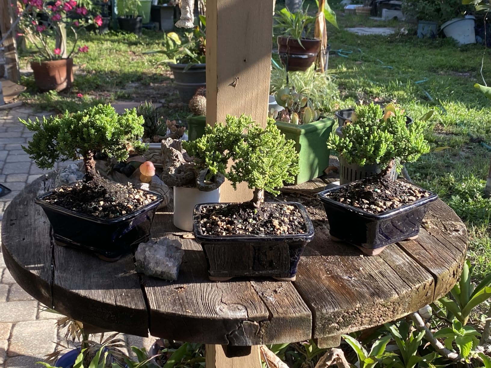 Brussel's Bonsai - Small Juniper Live Bonsai Tree | Live Bonsai Tree, Juniper, Outdoor, 3-Year Old, Easy Care, Gift Ready customer photo 1