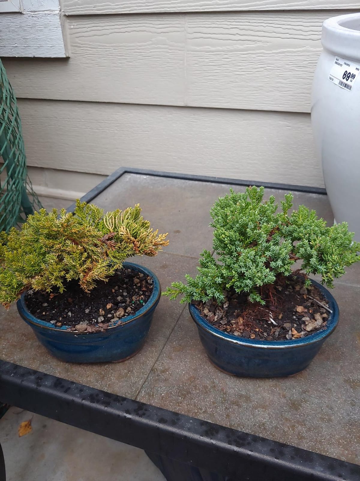 Brussel's Bonsai - Small Juniper Live Bonsai Tree | Live Bonsai Tree, Juniper, Outdoor, 3-Year Old, Easy Care, Gift Ready customer photo 2