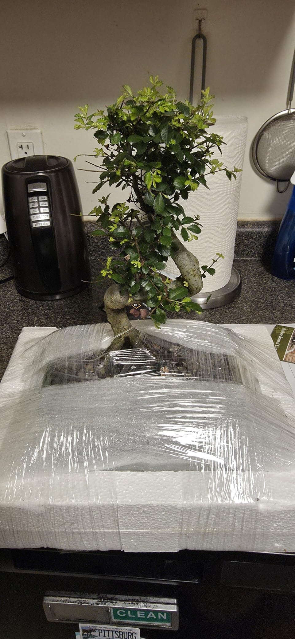 Brussel's Bonsai - Small Chinese Elm Live Bonsai Tree | Live Bonsai Tree, Chinese Elm, Outdoor, 5-Year Old, 6-8