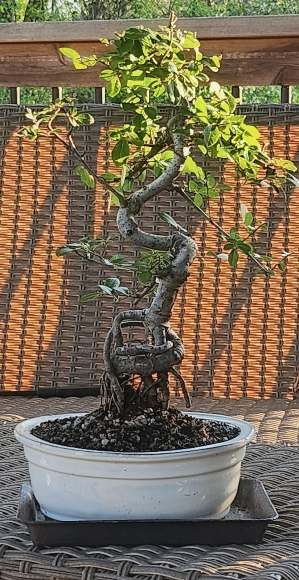 Brussel's Bonsai - Small Chinese Elm Live Bonsai Tree | Live Bonsai Tree, Chinese Elm, Outdoor, 5-Year Old, 6-8