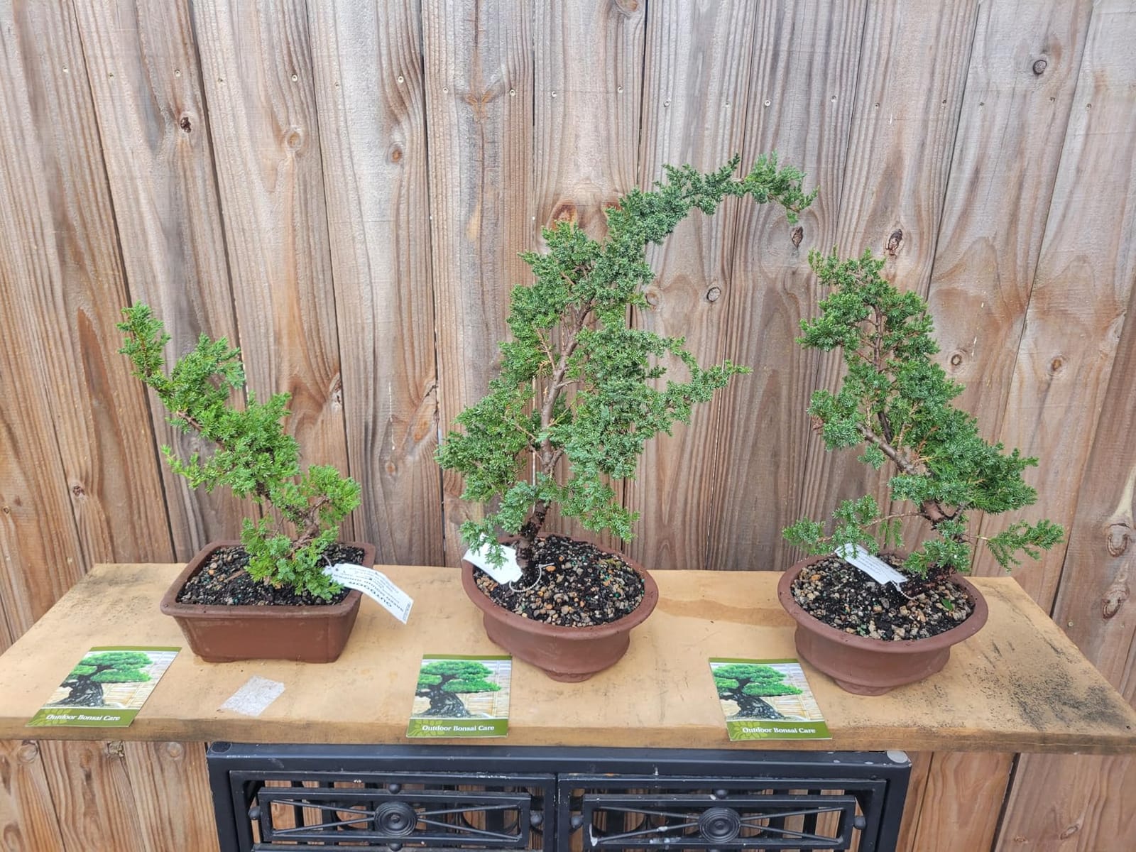 Brussel's Bonsai - Large Juniper Live Bonsai Tree | Live Bonsai Tree, Juniper, Outdoor, Easy Care, Gift Ready customer photo 1