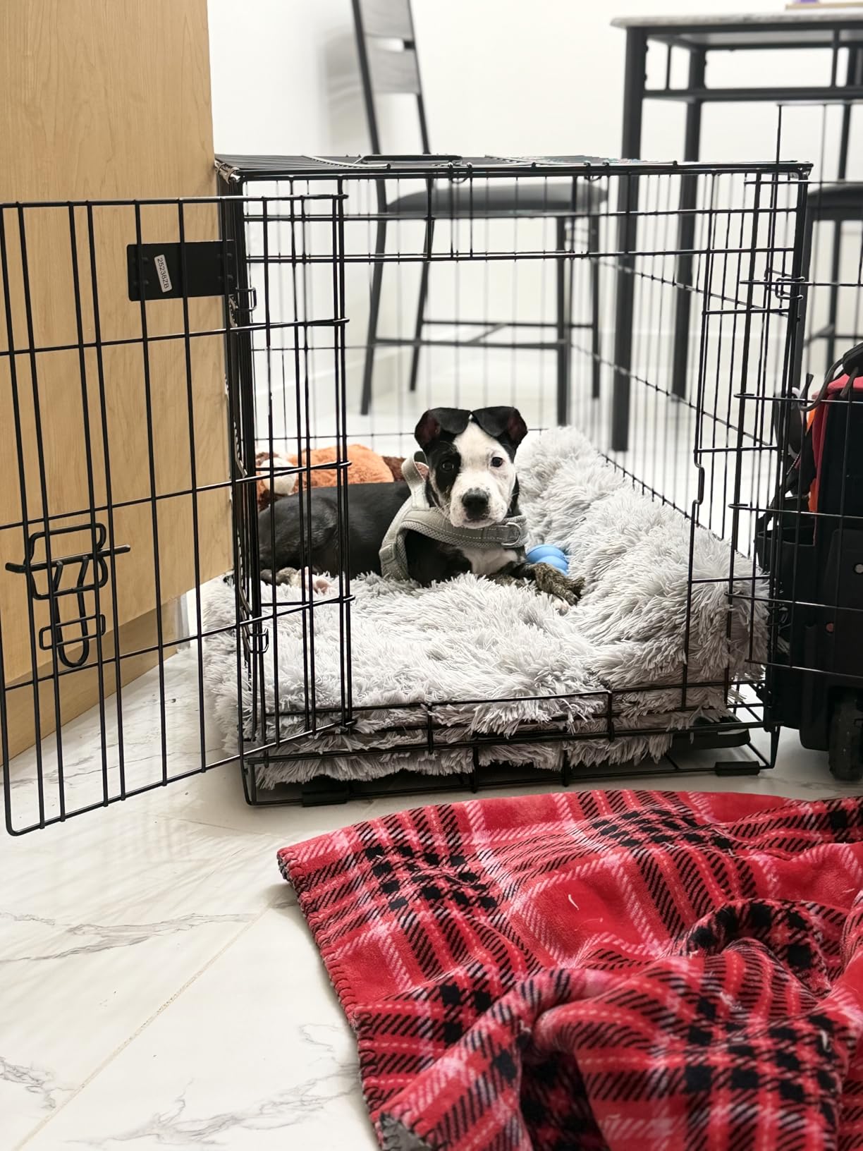 Midwest 48-Inch Single Door iCrate, for Extra-Large Breeds, 90-110 lbs | Folding Dog Crate with Divider Panel, Leak-Proof Tray & Secure Latches, Portable, Durable & Easy to Assemble customer photo 2