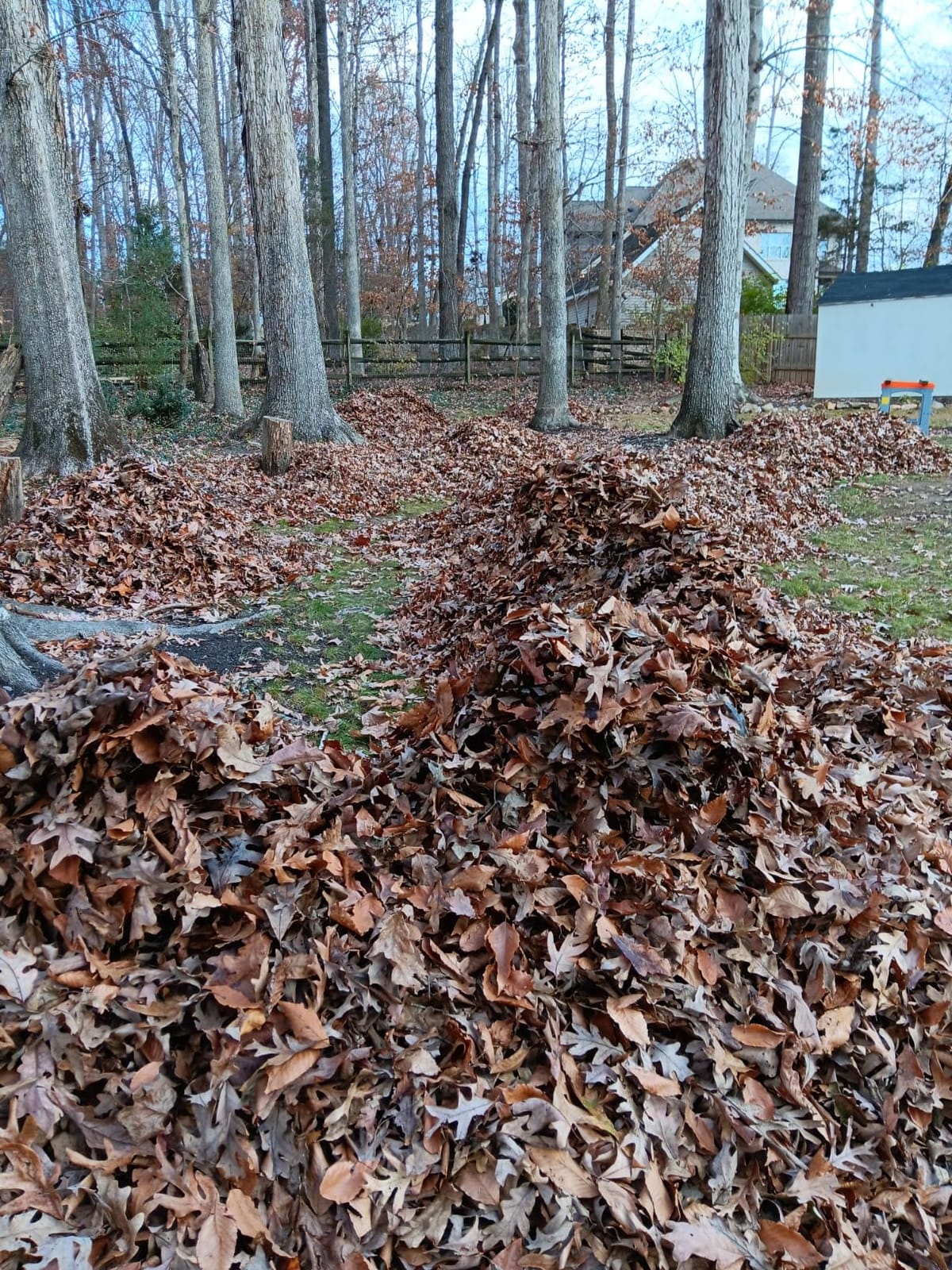 Worx 13 Amp Electric Leaf Mulcher for Yard Leaf & Waste Shredding, WG430 | 11:1 Mulch Ratio, 53 Gallons/Min Fast Processing, Foldable Design, Corded customer photo 1