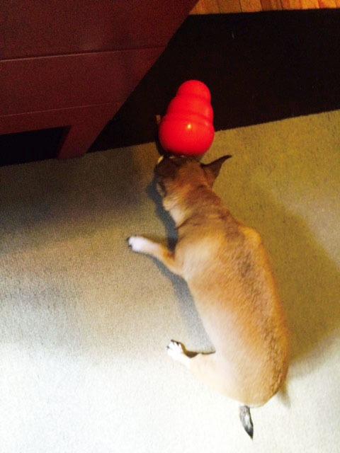 KONG Wobbler, Interactive Treat-Dispensing Dog Toy, for Medium/Large Dogs customer photo 1
