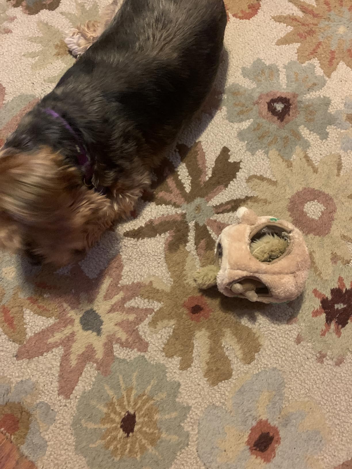Outward Hound Hide-A-Squirrel Plush Squeaky Dog Toy, XL, 7