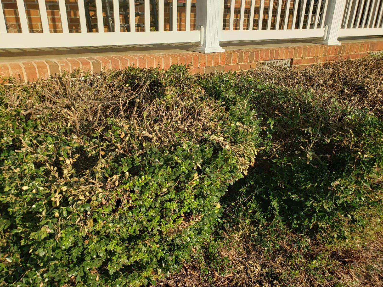 BLACK+DECKER 40V MAX Hedge Trimmer, Cordless, 24-Inch Blade, Battery and Charger Included (LHT2436) customer photo 1