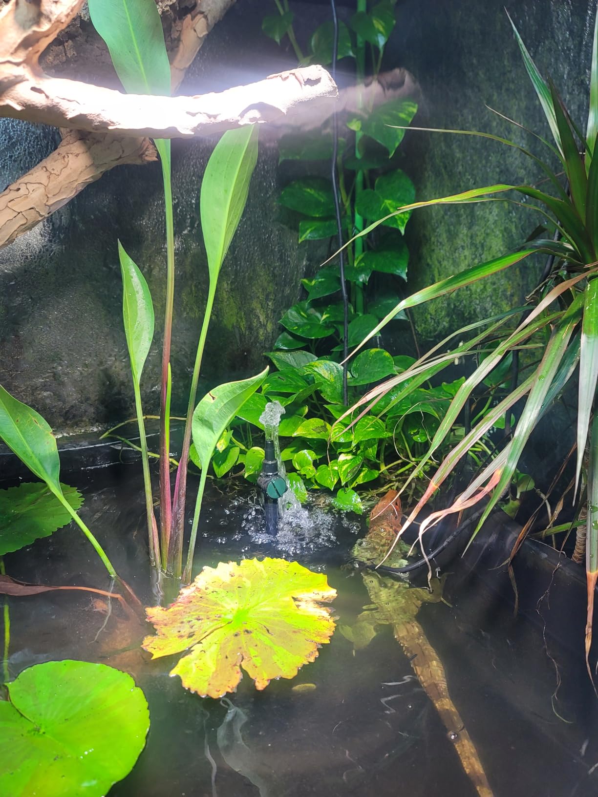 pond boss Medium Filter Kit with Pump for Ponds and Water Features customer photo 1