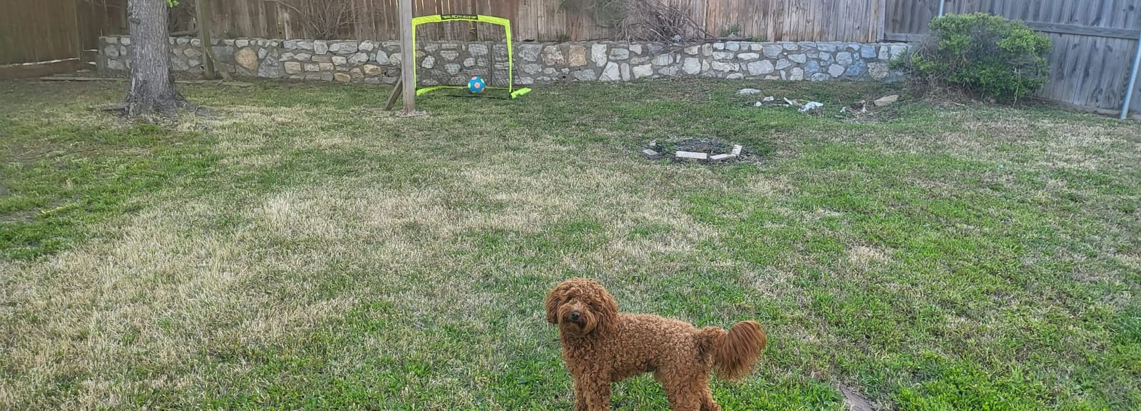 Franklin Sports Blackhawk Backyard Soccer Goal - Portable Pop Up Soccer Nets - Youth + Adult Folding Indoor + Outdoor Goals - Multiple Sizes + Colors customer photo 2