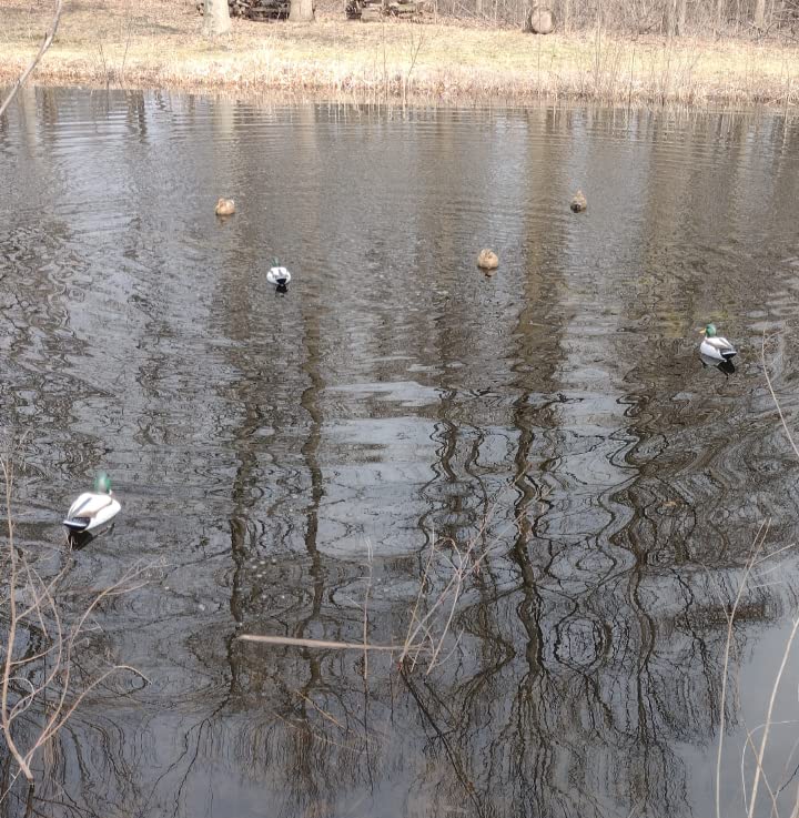 Flambeau Outdoors Storm Front 2 Mallard Decoys, Classic Floaters, 6-Pack | UVision paint, weighted keel, depth adjusting anchor eyelet customer photo 1