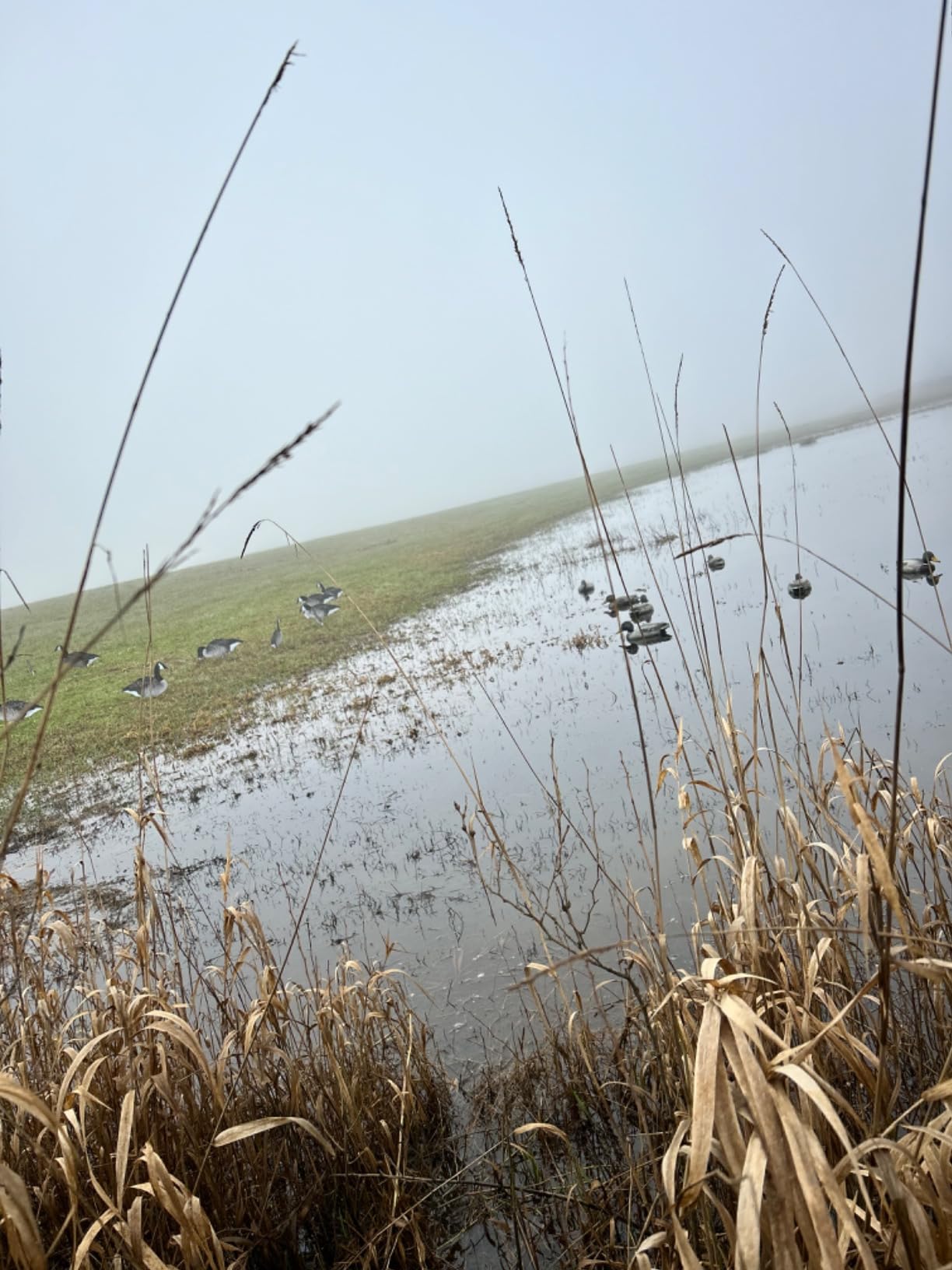 Flambeau Outdoors Storm Front 2 Mallard Decoys, Classic Floaters, 6-Pack | UVision paint, weighted keel, depth adjusting anchor eyelet customer photo 2